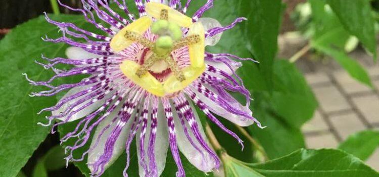 Sleepytime Herbs Passiflora-incarnata