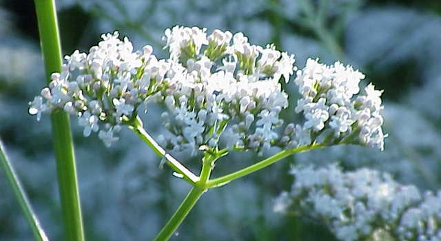 Surviving The Holidays valerian