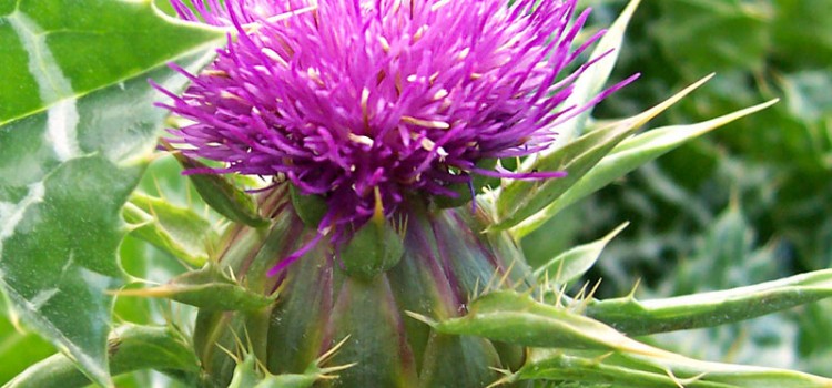 Milk Thistle Milk Thistle