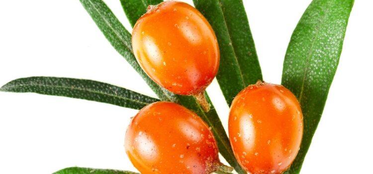 Sea Buckthorn Oil Benefits Sea Buckthorn Oil Benefits
