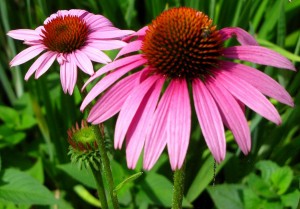 Purple Coneflower