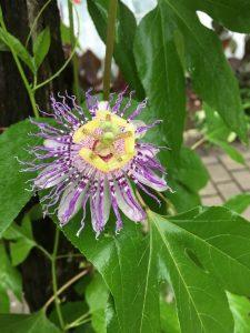 Passiflora-incarnata