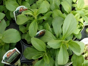 Stevia plants