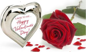 Valentines-Day-Rose