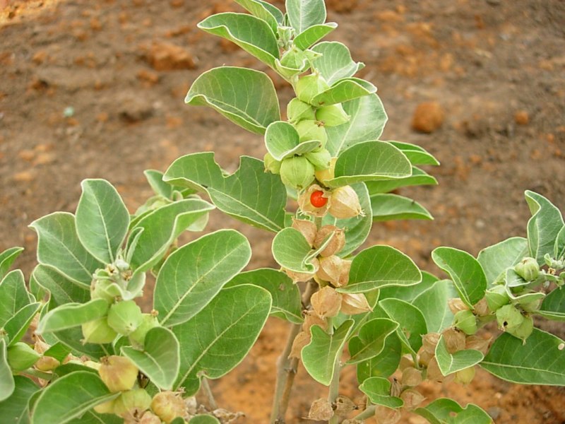 Withania somnifera