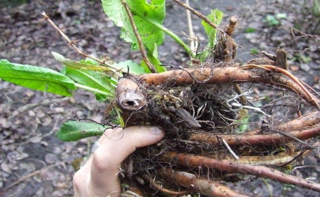 Yellow Dock Root