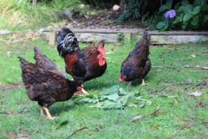 chickens eating comfrey