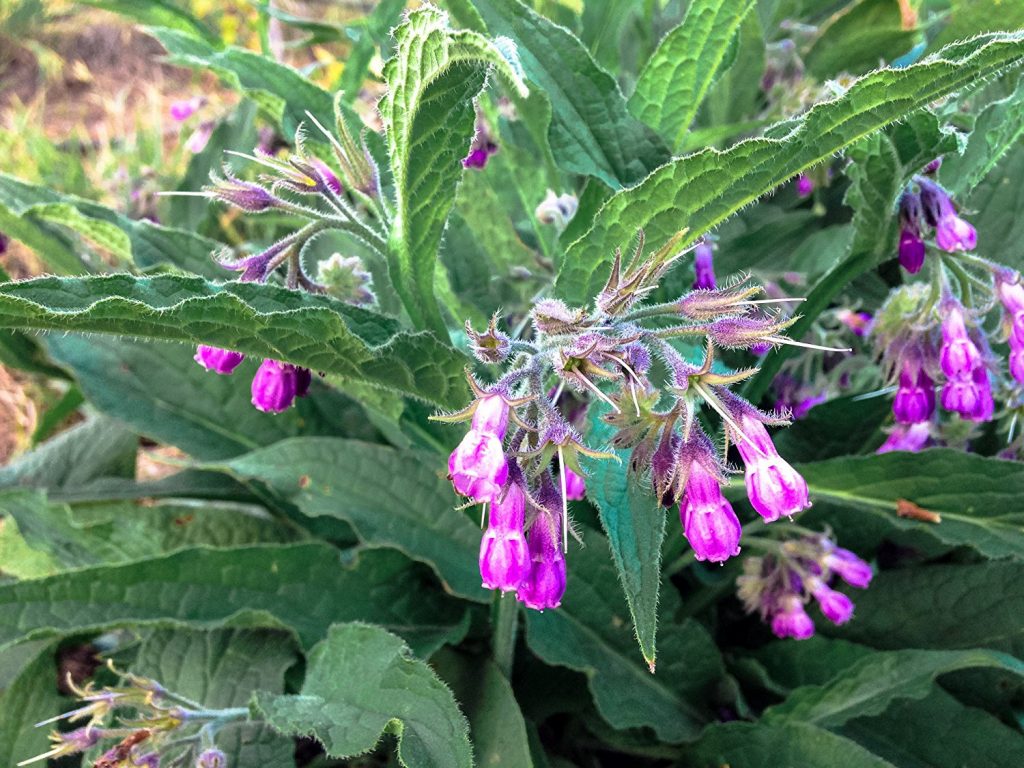 flowering comfrey