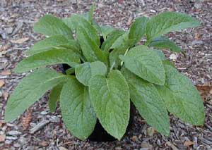 comfrey