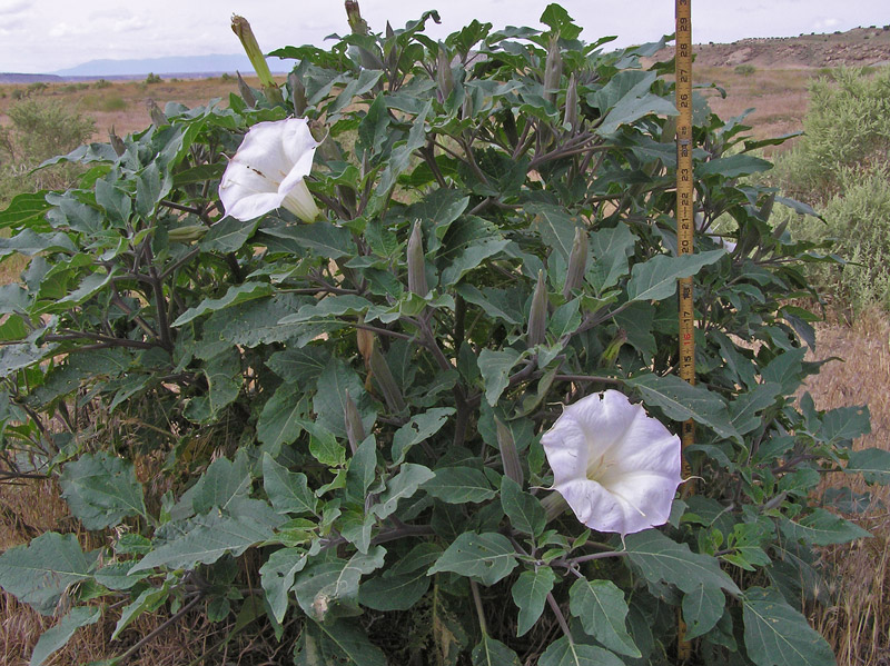 datura