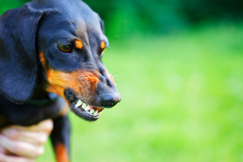 dog baring teeth