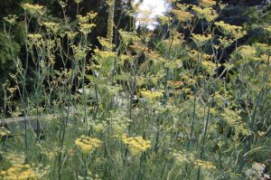 Fennel