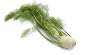 Fennel Bulb