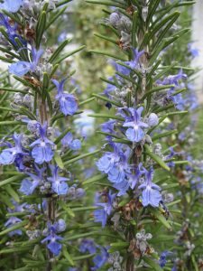 flowering rosemary