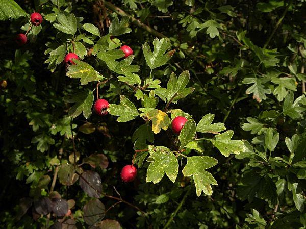 hawthorn