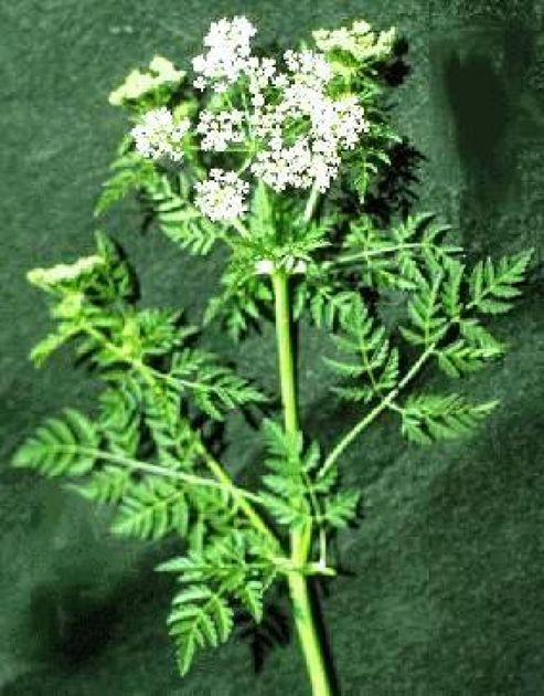 hemlock