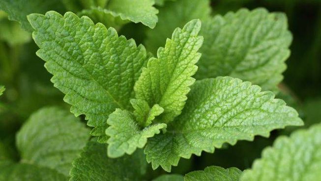 lemon balm