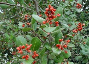 lemonade berries