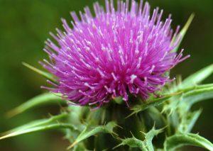 milkthistle-flower