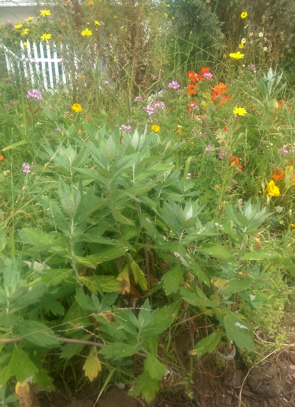 mugwort