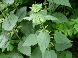 Nettles