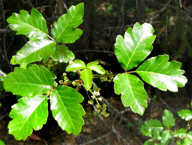 poison oak