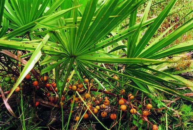 saw palmetto