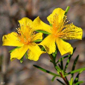 st-johns-wort-flower