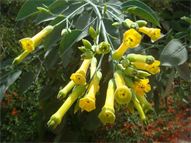 tree tobacco flowers