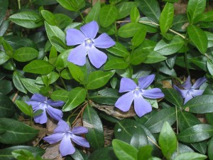 vinca-minor