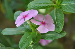 vinca-rosea