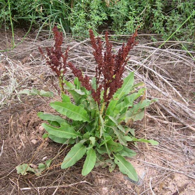 What s Up Dock Self Heal School what-s-up-dock-self-heal-school