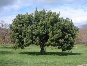 mature carob tree