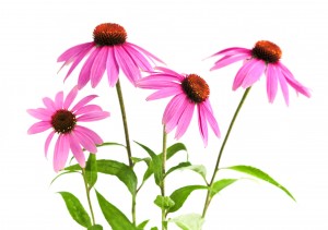 Echinacea purpurea plant