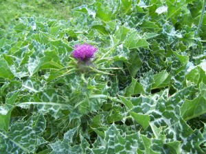 Milk_thistle1