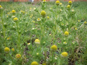 pineapple weed