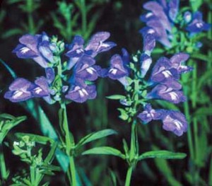 skullcap-herb