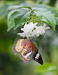 butterfly