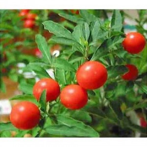 Ashwagandha berries