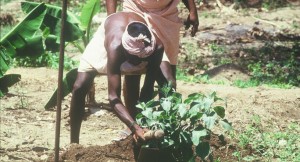 picking herbs