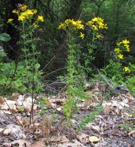 stjohnswort-plant