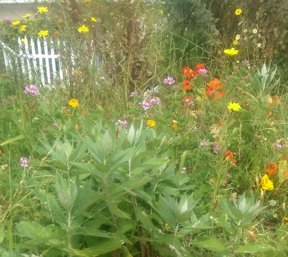 herb school garden