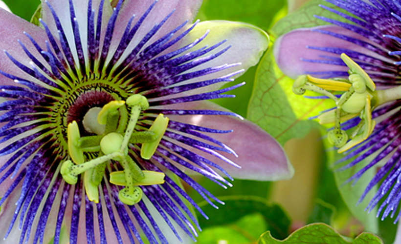 passion flower for opiate withdrawal