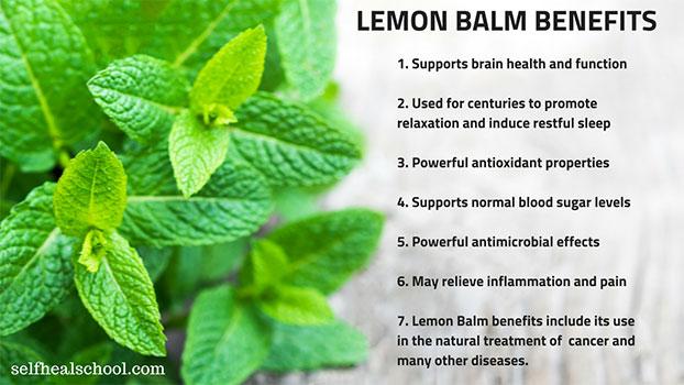 lemon balm