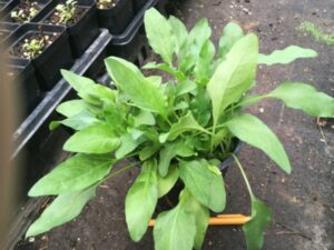 self-heal potted