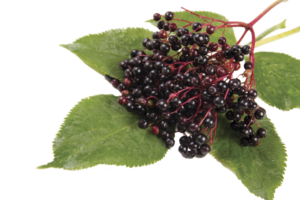 elderberry