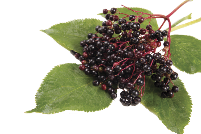 elderberry