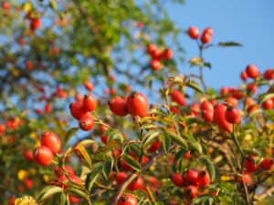 rose hips