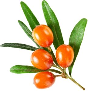 seabuckthorn