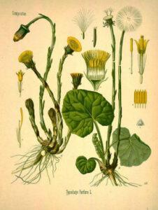 coltsfoot 